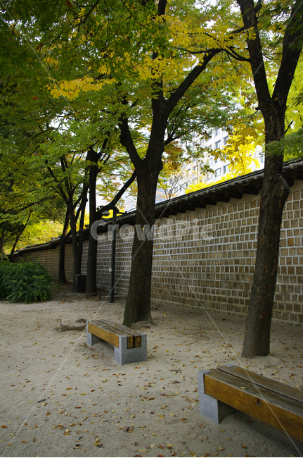 전통,기와지붕,담장,가을,단풍,나무,식물,plant,자연,nature,가을,계절,fall,autumn,season,한국전통,한국문화,korean traditional,korean culture,건축물,건물외관,exterior,building,structure,architecture,construction,tree,furniture,가구,bench,벤치,tree trunk,나무 줄기
