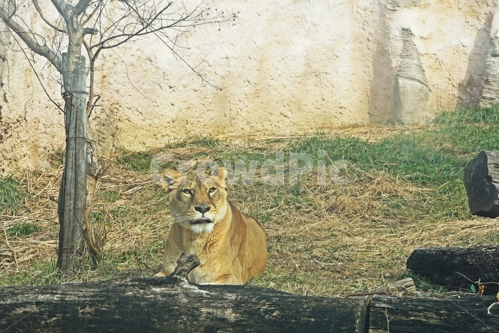 동물,야생,사자,줄무늬,육식,nature,자연,lion,animail,animalpark,park,동물보호,동물,animal,포유류,mammal