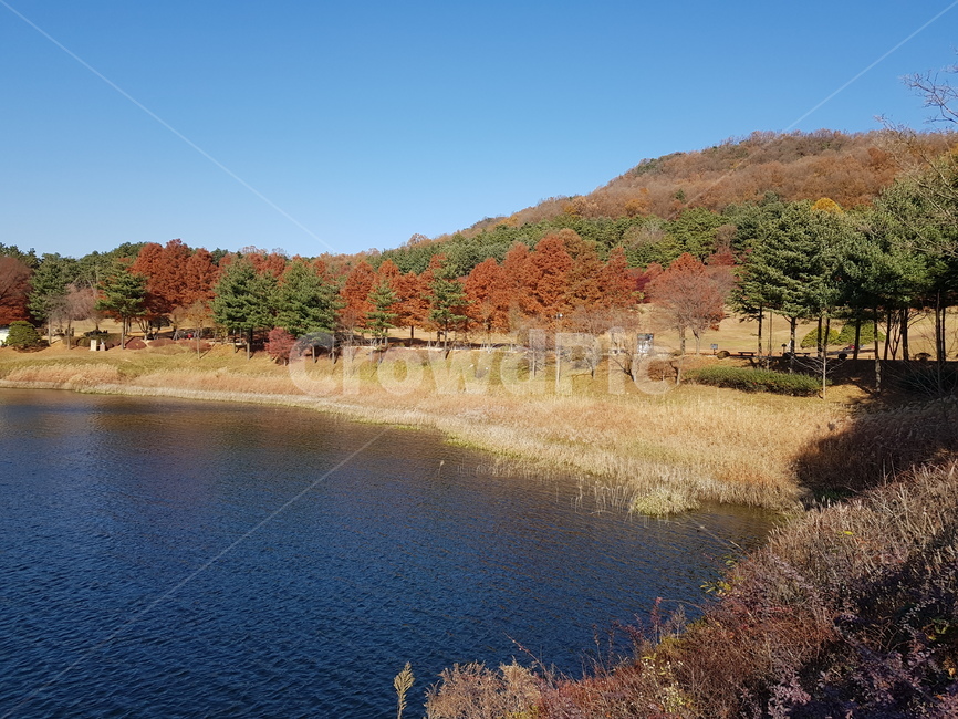 청남대,대청호,가을청남대,청남대가을,청남대단풍,대청호가을,대청호단풍,대청호수,단풍나무,물가,호수,물,파란하늘,맑은하늘,하늘