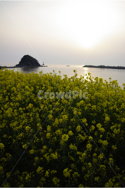 꽂지해변,안면도,유채꽃,바다,석양,빛,일몰,풍경,관광지,landscape,봄,계절,spring,season,자연,풍경,nature,landscape,한국자연풍경,한국자연경관,korea nature landscape,식물,plants,꽃,flower,grassland,목초지,outdoors,옥외,field,들