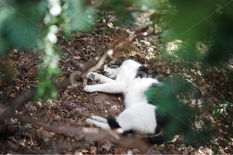 고양이,길냥이,길고양이,반려동물,동물,생명,자연,포유류,cat,kitty,kitten,cute,lovely,adorable,pet,animal,mammal,nature,natural,streetcat,wildcat,wild,야생,동물,animal,포유류,mammal,고양이,cat,kitten,kitty