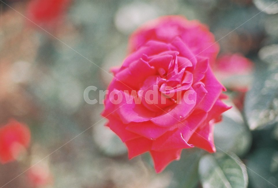 꽃,flower,장미,rose,자연,nature,필름사진,필름,film