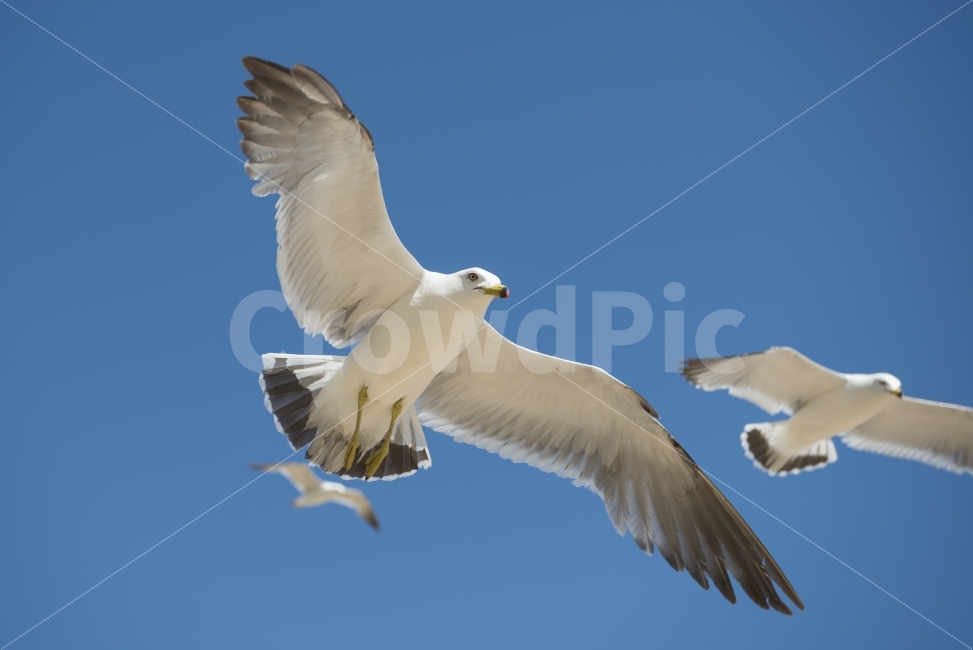 갈매기,하늘,날다,날개,푸른하늘,스카이,동물,새,sky,animal,gulls,bird,wings,fly,skyblue,blue,nature,동물,animal,조류,새,birds