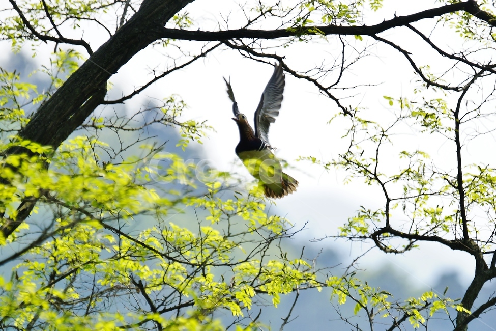 원앙,천연기념물,조류,둥지,새,봄,계절,spring,season,동물,animal,조류,새,birds,bird
