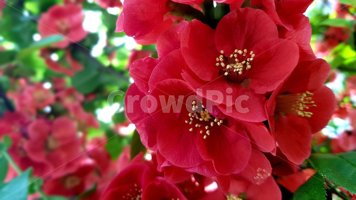 명자나무,꽃분홍,봄,사계절,꽂잎,아웃포커싱,공원,초록색,꽃수술,season,spring,gardening,식물,자연,plants,nature,꽃,flower