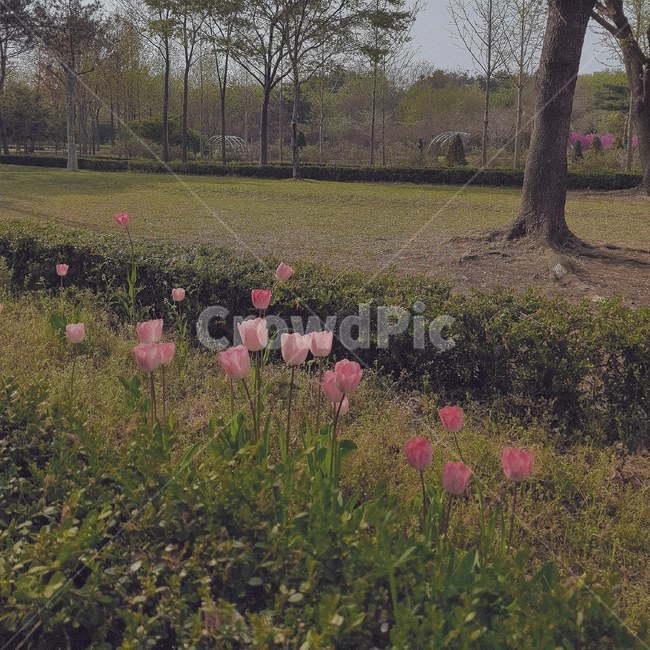 수목원,꽃,튤립,봄,풍경