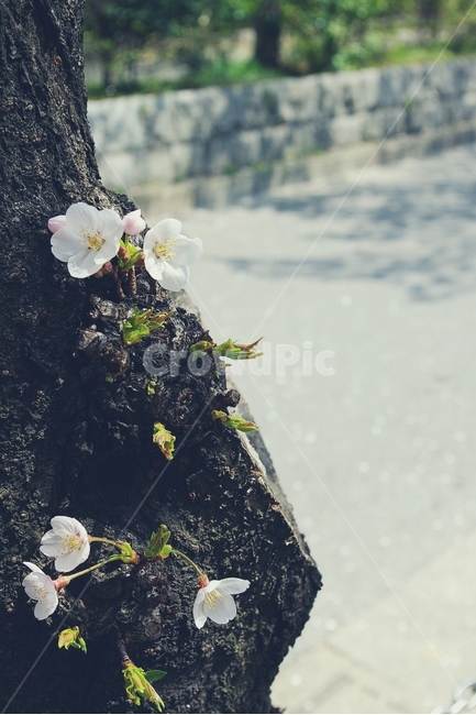 벚꽃,벚나무,cherryblossom,cherry,봄,spring,white,화이트,꽃,flower,봄,계절,spring,season,식물,자연,plants,nature,꽃,flower,감성,sensible,feeling,animal,동물,fish,물고기,plant