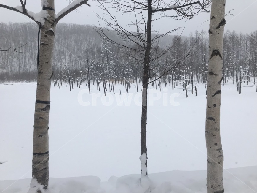 일본,삿포로,눈,나무,자연,호수,풍경,겨울,계절,winter,season,자연,풍경,nature,landscape,tree,plant,식물