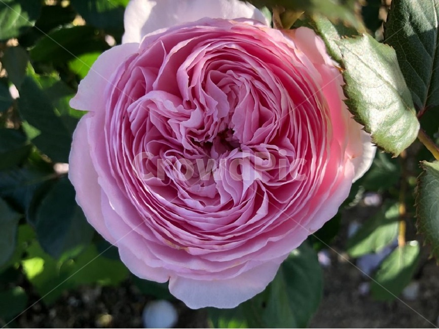장미,오월,꽃,장미축제,장미꽃사진,식물,자연,plants,nature,꽃,flower