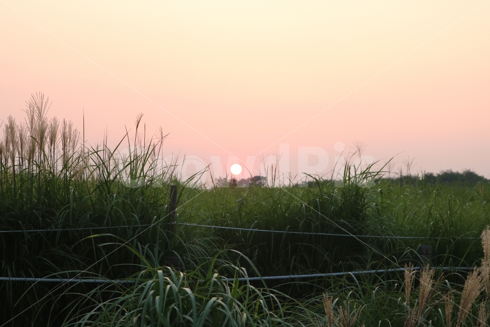 자연,풍경,노을,석양,힐링,자연,풍경,nature,landscape,grass,잔디,plant,식물,outdoors,옥외