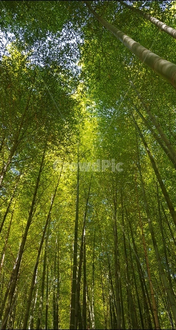 숲속,대나무,대나무숲,나무,하늘위로,자연,풍경,nature,landscape,plant,식물