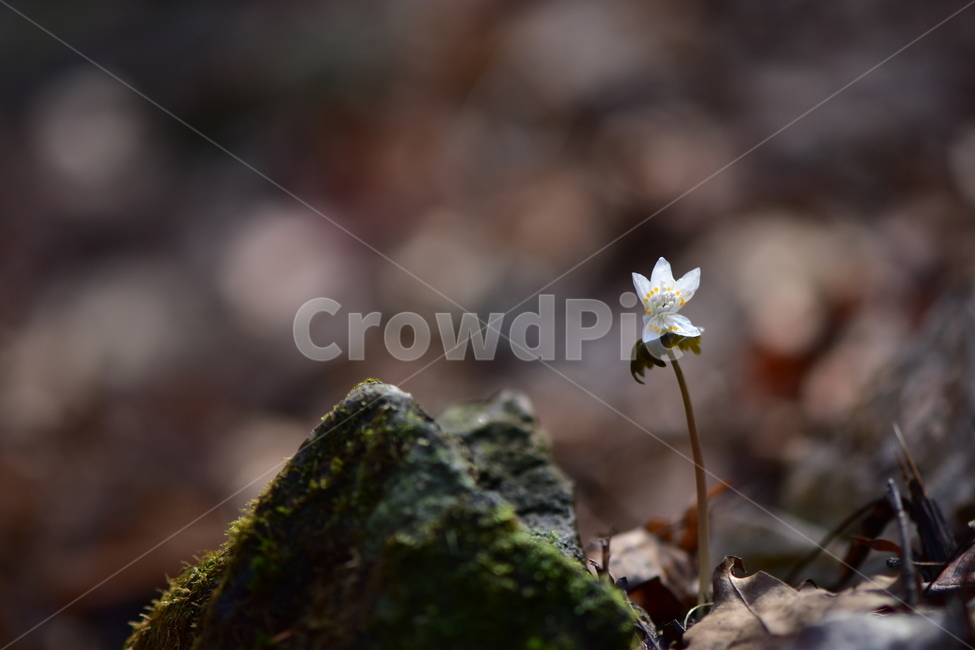 너도바람꽃,야생화,봄,꽃,풀꽃,자연,식물,식생,감성,힐링,plants,nature,spring,season,flower,emotion,feeling,흰색,초본,너도바람꽃속