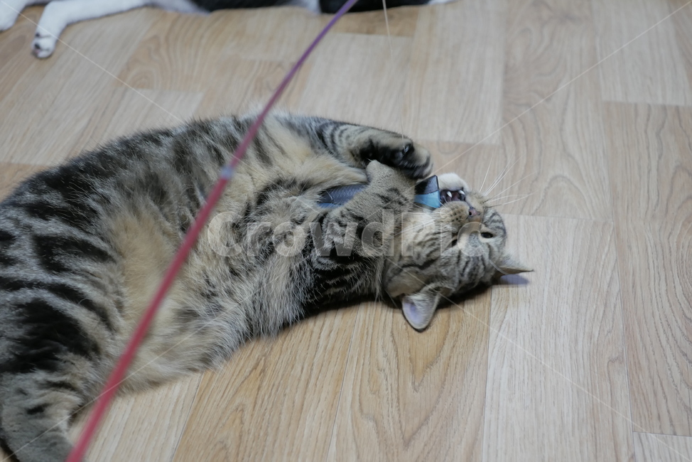 고양이,개냥이,동물,얼굴,표정,애교,귀여운,동물,animal,포유류,mammal,고양이,cat,kitten,kitty