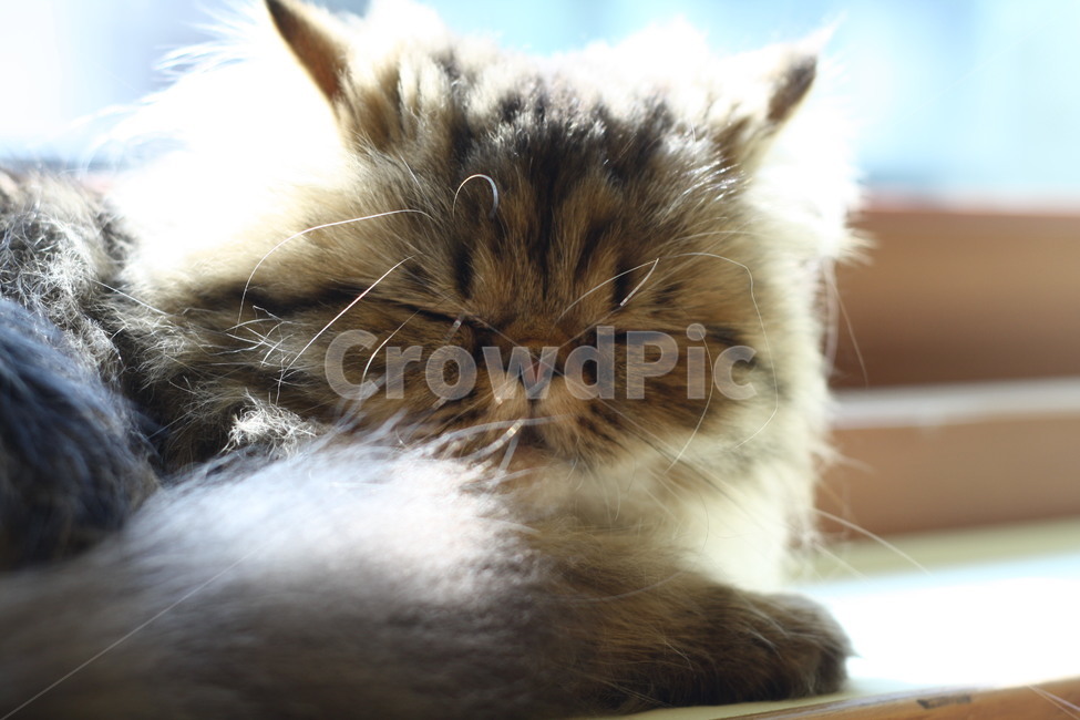 kitten,pet,고양이,cat,동물,animal,집사,애완동물,동물,animal,포유류,mammal,고양이,cat,kitten,kitty