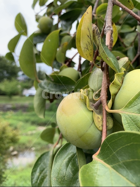 plant,식물,food,식품,fruit,과일,produce,감,감나무,과일,열매,fruit