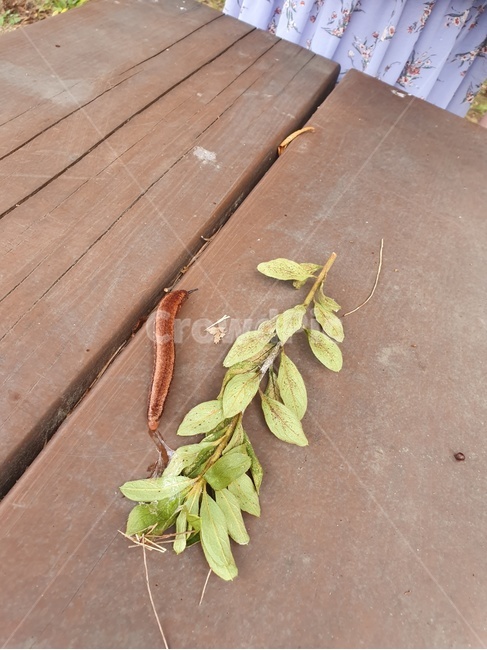 민달팽이,leaf,잎,식물,plant,달팽이,생물,나뭇가지
