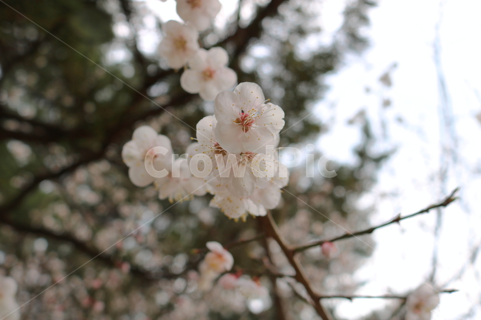 봄,벚꽃,꽃,식물,자연,꽃잎,아름다움,아름다운,봄,계절,spring,season,식물,자연,plants,nature,꽃,flower,plant,blossom,cherry blossom
