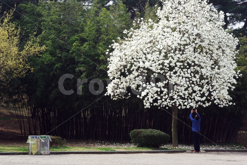 목련,나무,환경,자연,봄,경주,천마총,스마트폰,중년,사진찍기,자연보호,nature,spring,대나무,숲,여행사진,봄,계절,spring,season,식물,자연,plants,nature,나무,trees,wood,사람,인물,인간,human,person,plant