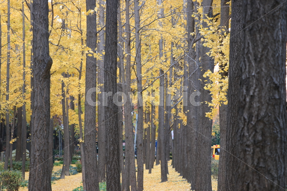 가을,공허,낙엽,외로움,autumn,가을,계절,fall,autumn,season,자연,풍경,nature,landscape,식물,plants,나무,trees,wood,tree,plant,tree trunk,나무 줄기