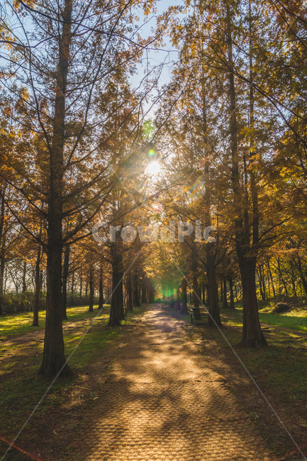 flare,Instasensitive photo,tree,metasequoia,Emotional photo,sunlight,lock screen,road,light,plant,autumn,Emotion,Wallpapers,Maple
