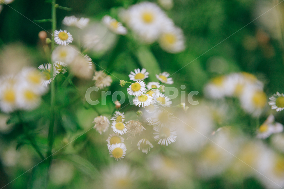 꽃,흰꽃,초록,자연,풀,식물,개망초,여름,여름꽃,식물,자연,plants,nature,비,비오는날,rain,rainy