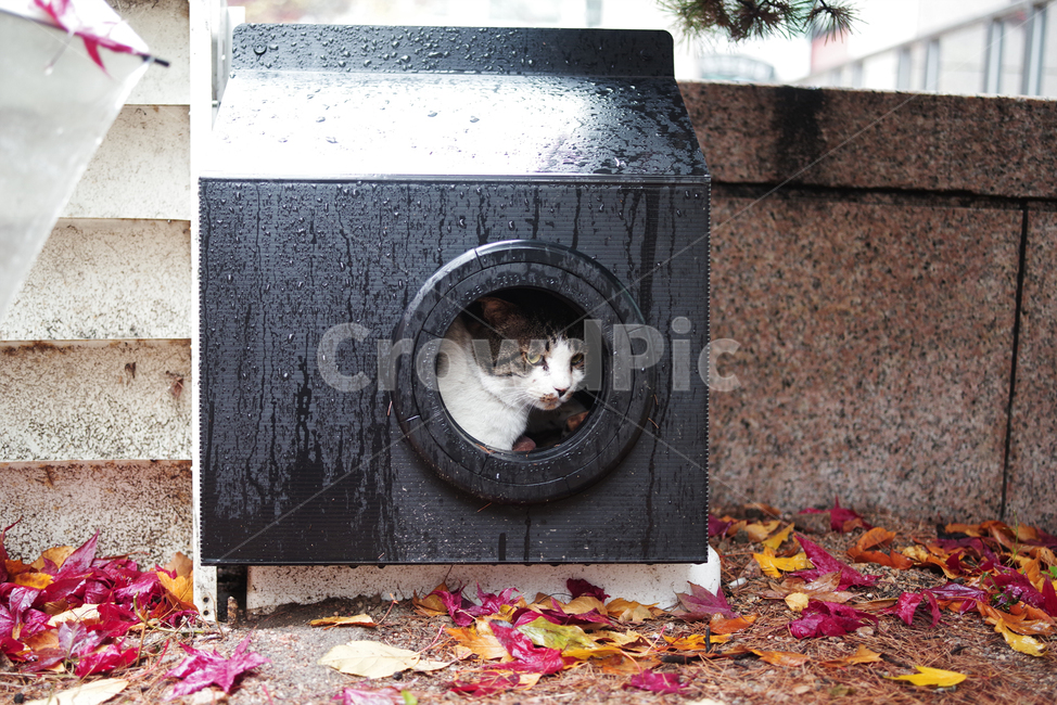 고양이,길고양이,길냥이,동물,자연,애완동물,cat,kitty,kitten,cute,animal,pet,동물,animal,포유류,mammal,고양이,cat,kitten,kitty