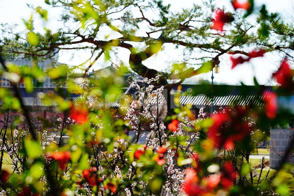 경복궁,매화,꽃,flower,palace,궁궐,건축물,architecture
