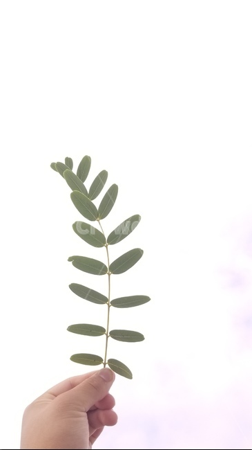 나뭇잎,잎,자연,하늘,손,활엽수,leaves,leaf,hand,sky,cloud,구름