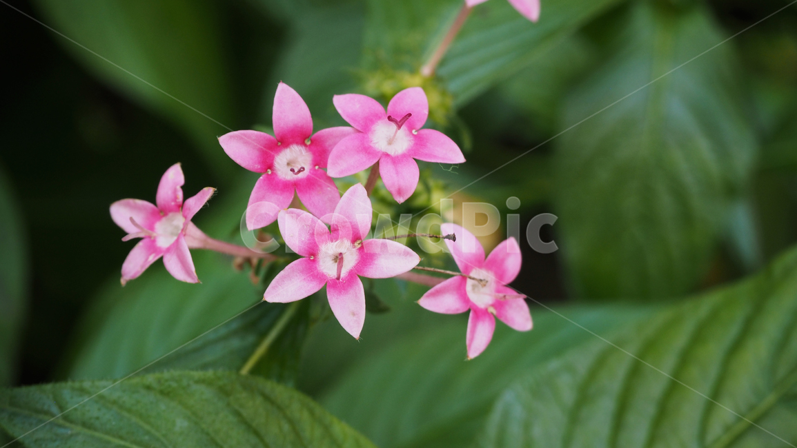 야생화,꽃,식물,wildflower,flower,plant,blossom,들꽃,식물,자연,plants,nature,꽃,flower