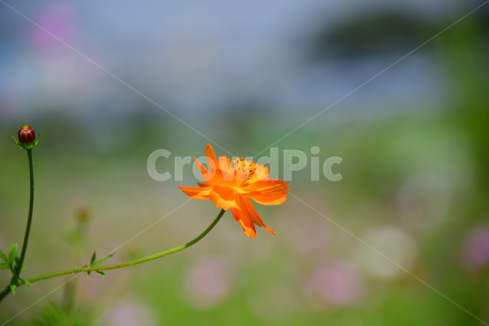 코스모스,꽃,가을,식물,자연,plant,flower,식물,자연,plants,nature,꽃,flower