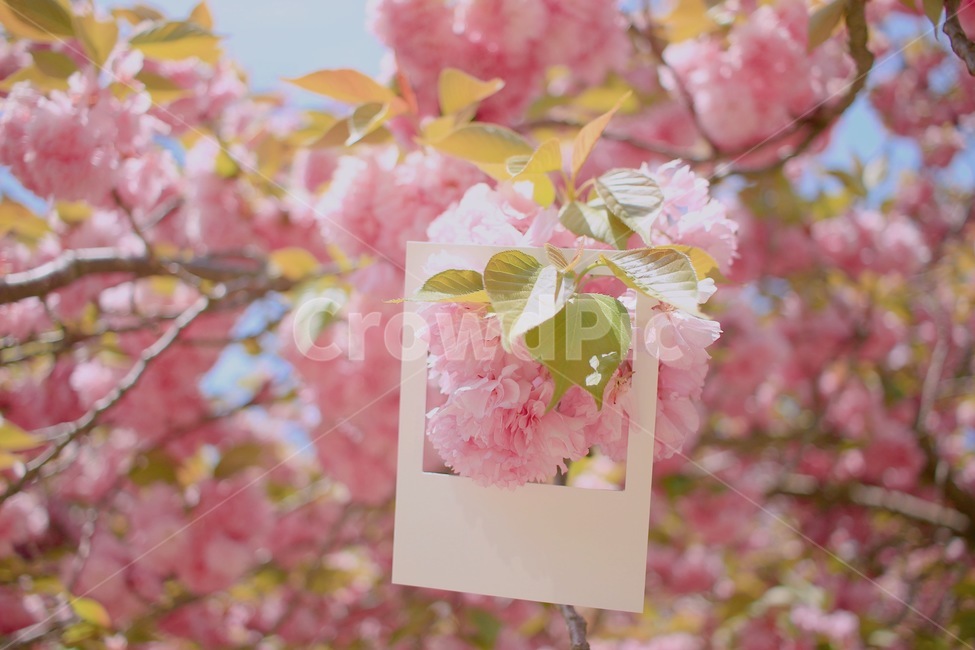 겹벚꽃,핑크,봄꽃,벚꽃,프레임,분홍,flower,cherryblossom,pink,spring,자연,나무,tree,봄,계절,spring,season,꽃,flower,감성,sensible,feeling,plant,식물,blossom,cherry blossom