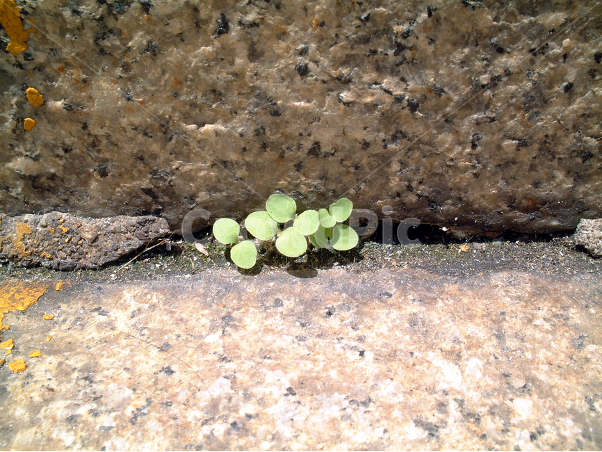 식물,작은꽃,생명,돌계단,잡초,돌,감성,생명력,식물,자연,plants,nature