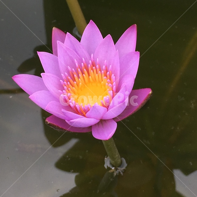 자연,꽃,연꽃,핑크,분홍