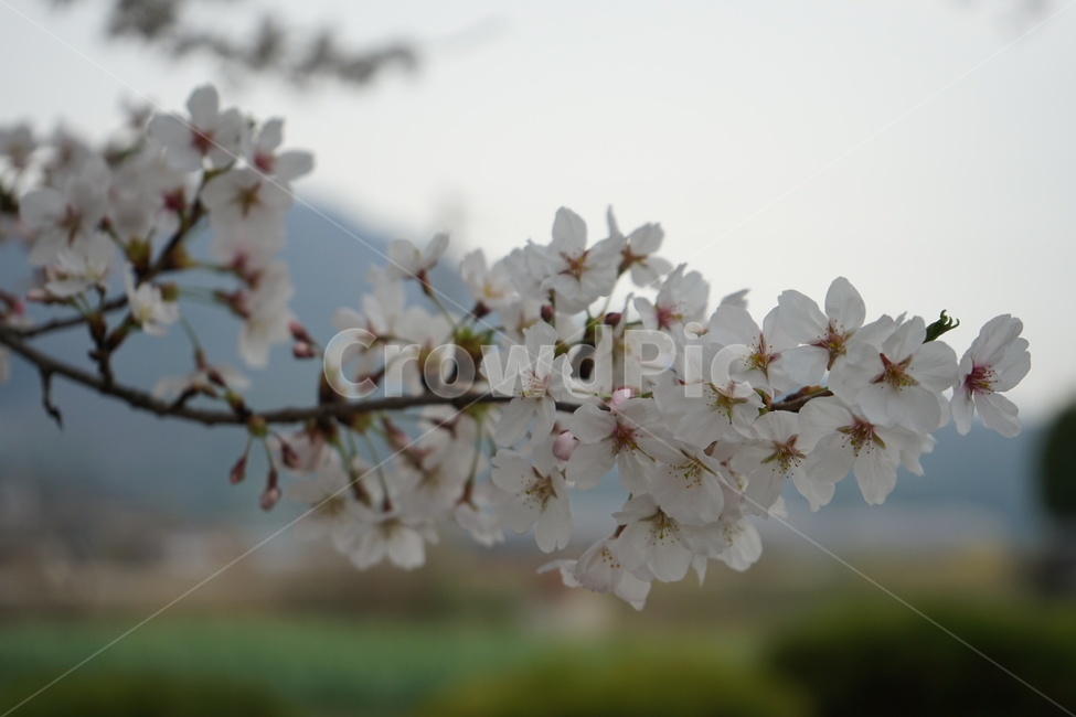 꽃,나무,벚꽃,봄,거리,꽃나무,spring,season,식물,자연,plants,nature,flower,계절,벚나무,사쿠라,봄,계절,spring,season,plant,blossom
