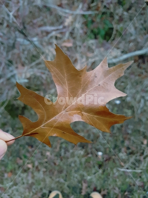나뭇잎,가을,낙엽,갈색,디자인소스,디자인,가을,계절,fall,autumn,season,식물,자연,plants,nature,plant,leaf,잎,tree,나무