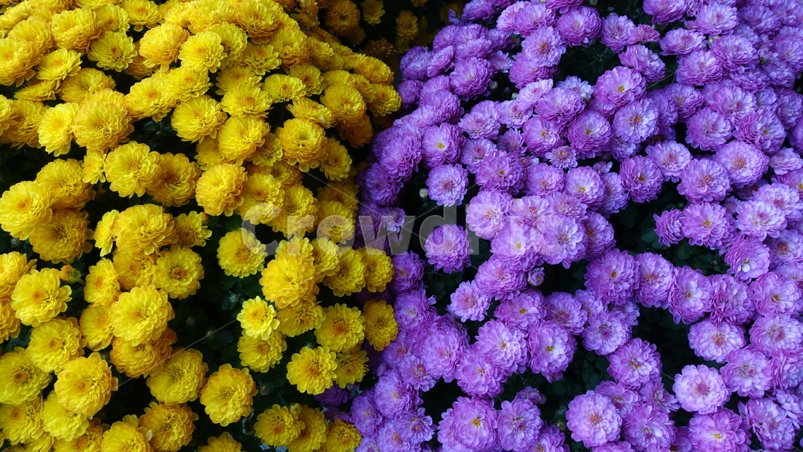 식물,plant,꽃,flower,blossom,꽃송이,국화,pink,purple,진분홍,분홍,yellow,노랑