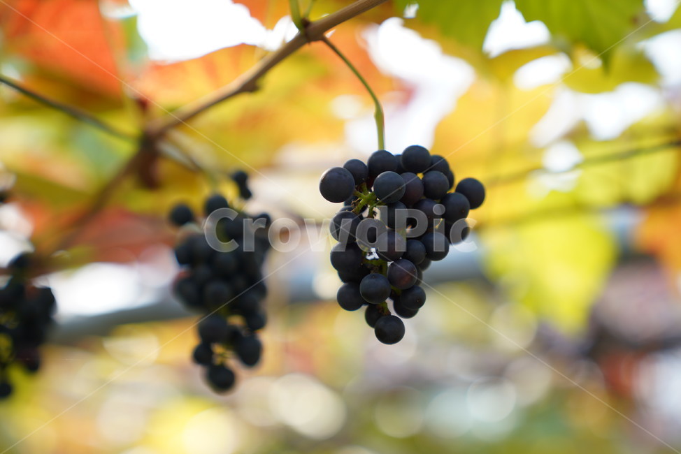 포도,가을,머루,포도나무,시골,grapes,과일,fruit,음식,food,plant,과일,열매,fruit