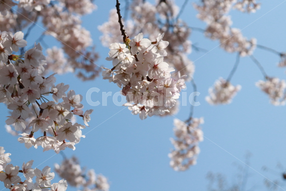 꽃,벚꽃,봄,하늘,자연,봄,계절,spring,season,식물,자연,plants,nature,꽃,flower,plant,blossom