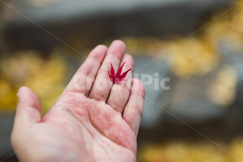 손,단풍,단풍잎,자연,가을,아웃포커스,아웃포커싱,잎,가을,계절,fall,autumn,season,식물,자연,plants,nature,신체일부,몸,body