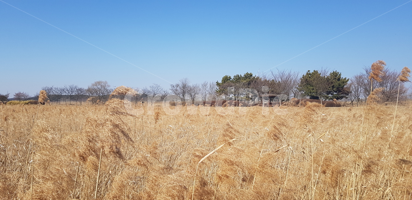 갈대,호수,갈대밭,바람,겨울,가을,계절,fall,autumn,season,자연,풍경,nature,landscape,outdoors,옥외,grassland,목초지,field,들