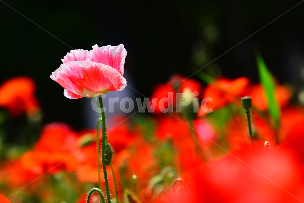 꽃양귀비,양귀비꽃,5월,정원,가든,꽃밭,공원,park,flowers,plant,beautiful,poppy,아름다운,꽃송이,꽃잎,식물,자연,plants,nature,꽃,flower
