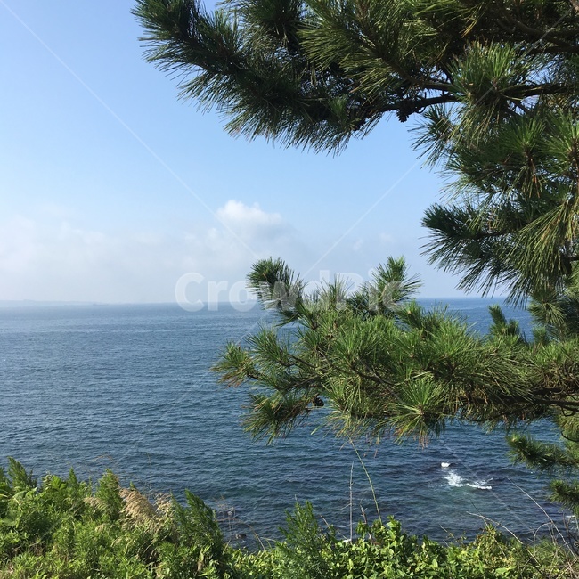 바다,물결,파도,파랑,소나무,자연,나무