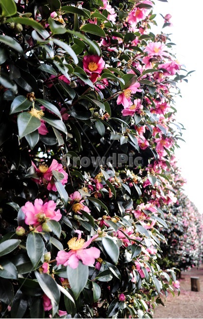 plant,식물,동백꽃,동백,camellia,flower,나무,tree,잎,leaf,자연,nature,자연,풍경,nature,landscape