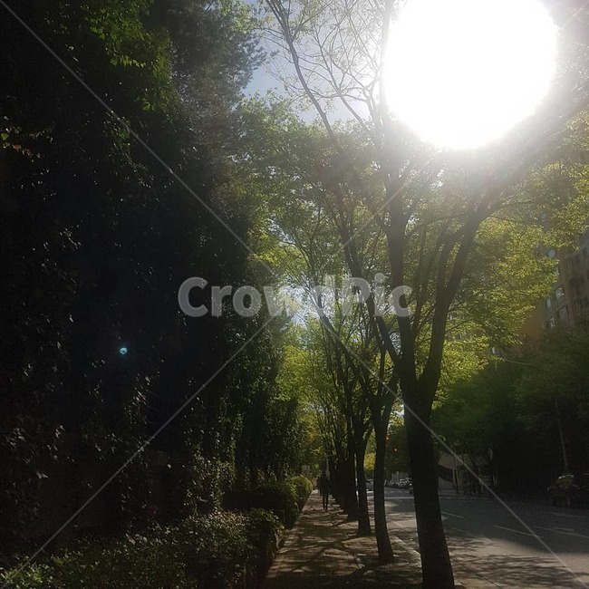 가로수길,가로수,나무,나무들,풍경