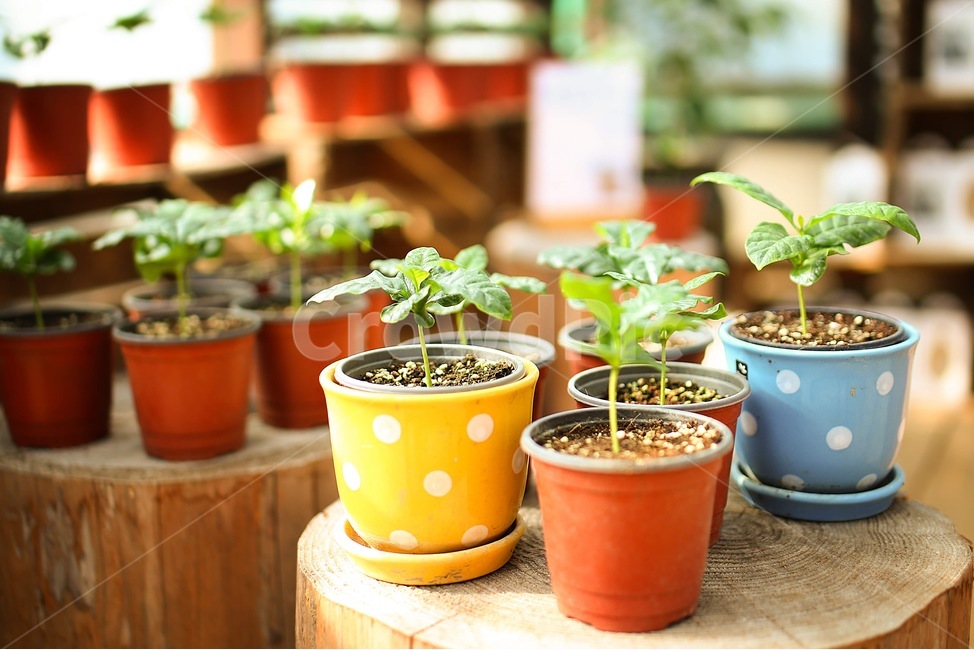 화분,커피나무,농사,작물,식물,커피,새싹,coffeetree,nature,실내용화초,화분,화초,house plant