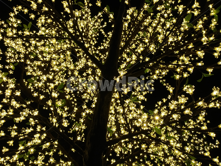light,빛,크리스마스,장식,크리스마스트리,나무,노란색,christmas