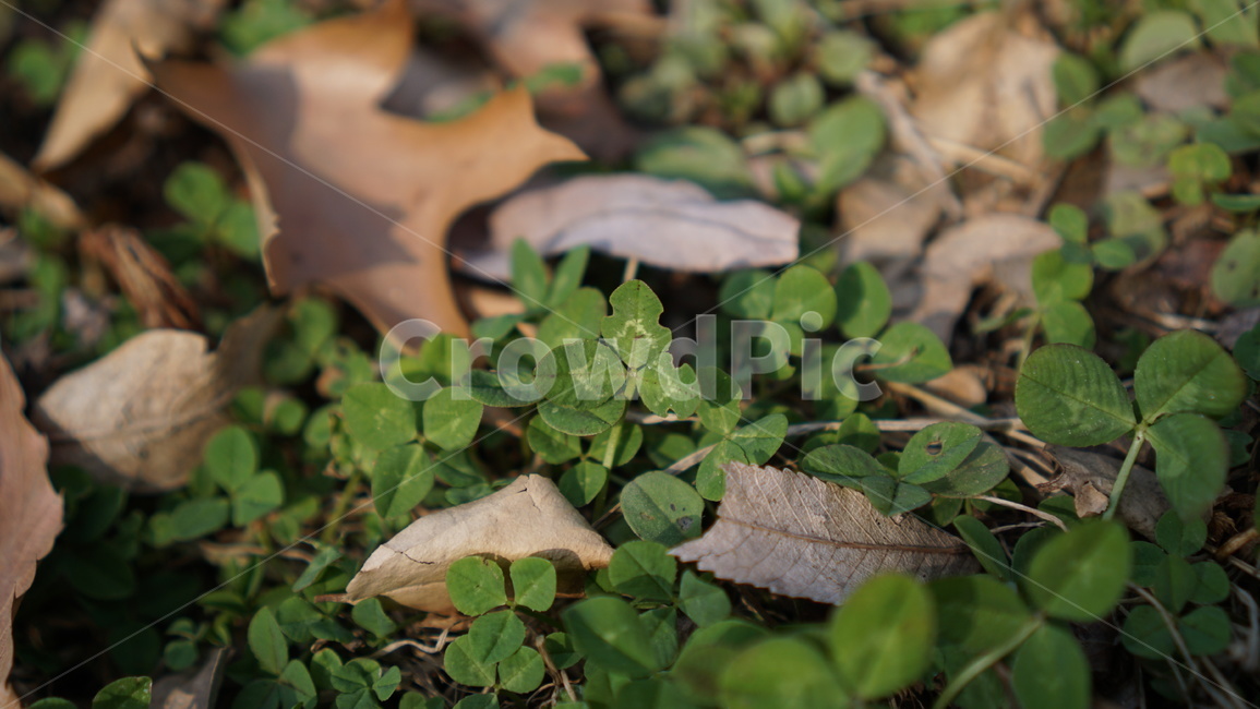 클로버,행운,토끼풀,낙엽,위안,가을,계절,fall,autumn,season,plant,식물,leaf,잎