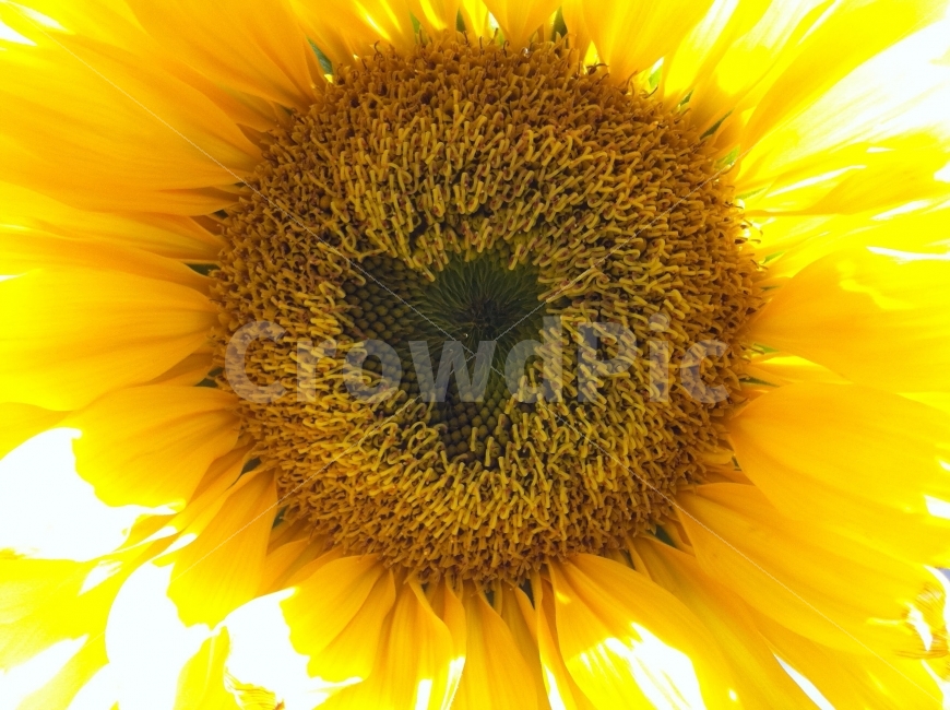 사랑,해바라기,드라이플라워,낭만,Love,Sunflower,Dryflower,Romance,식물,plants,여름,계절,summer,season,식물,자연,plants,nature,꽃,flower,plant,blossom,sunflower