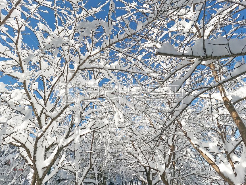 설경,눈오는날,눈내린나무,snowing,나뭇가지,겨울,계절,winter,season