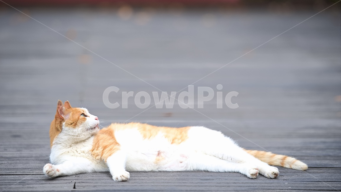길고양이,고양이,길냥이,동물,공원,휴식,여유,포즈,동물,animal,포유류,mammal,고양이,cat,kitten,kitty